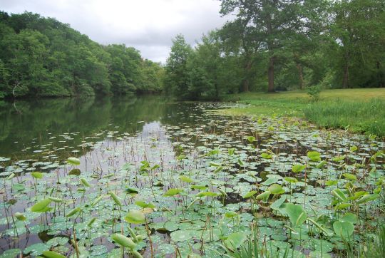 Les frogs sont redoutables pour pêcher dans les nappes de nénuphars