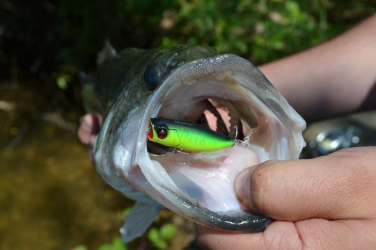 Un petit popper gobé par un black-bass