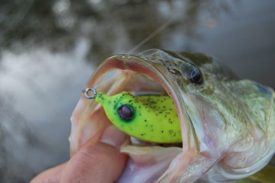 Une frog coffré par un gros black-bass