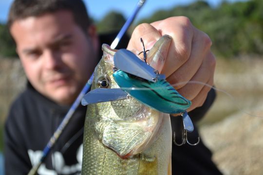 Un crawler arborant la couleur d'un martin pêcheur!