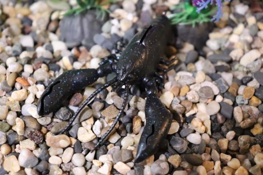 Cette craw est vraiment réaliste !