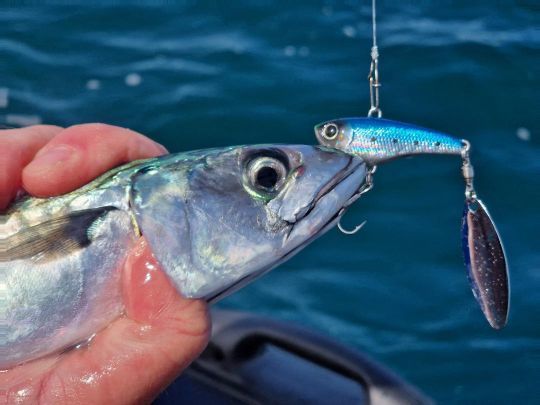 Une récupération linéaire et bien suffisante pour capturer des poissons avec le Spintail.