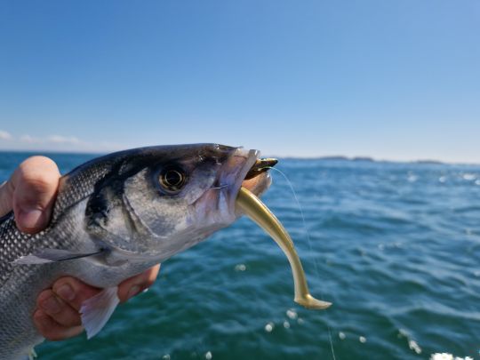 Les slugs de 15cm sont des valeurs sûres pour pêcher les abords de chambre, notamment sur les couloirs de sable.