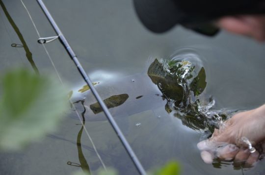 Relâcher rapidement le poisson