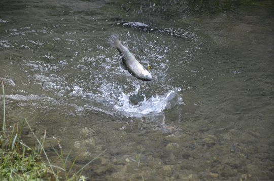 Les truites ont tendance à sauter