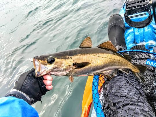 Les poissons se mettent en activité