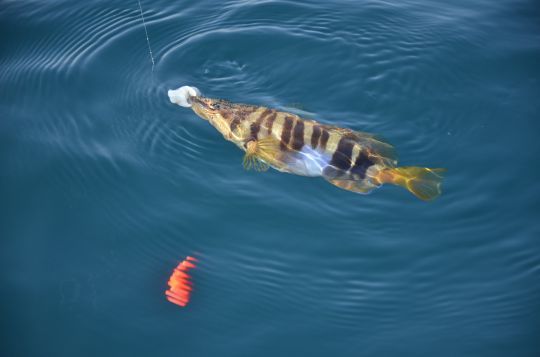 Serran écriture pris en pêchant à soutenir