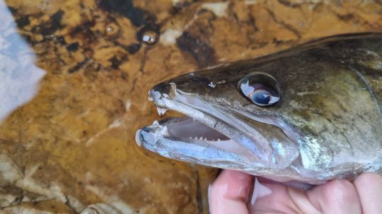 Un simple fluorocarbone fera l'affaire malgré une dentition prononcée