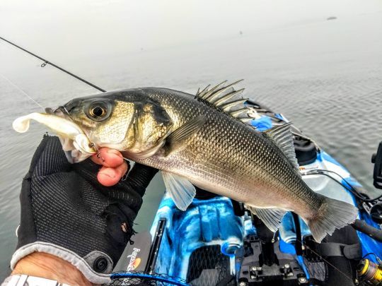 Bar sur chasses au petit shad blanc