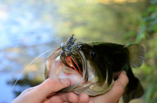 Les leurres à jupe pour le black-bass