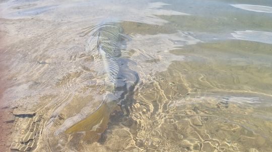 Une pêche à sensations