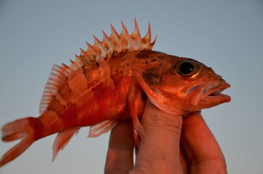 Le sébaste, un poisson à pêcher en profondeur
