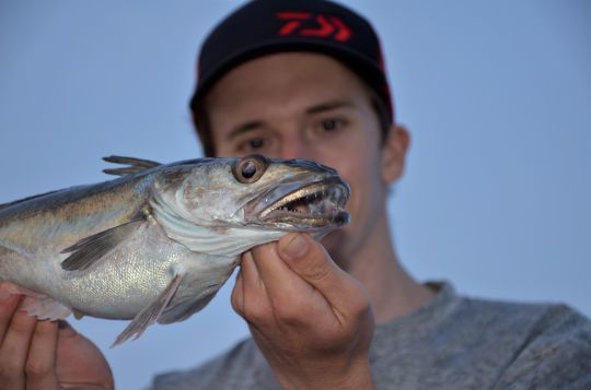 Le merlu, un poisson aux dents pointues
