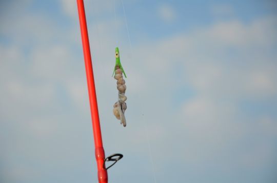 Un appât prêt à pêcher longtemps