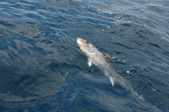 Pêcher les gros poissons avec une tresse en 12 brins