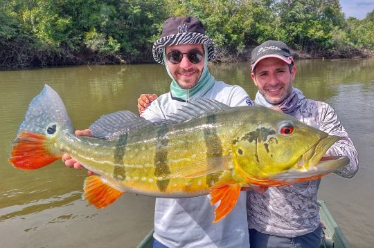 Des poissons d'exception au cœur de la jungle