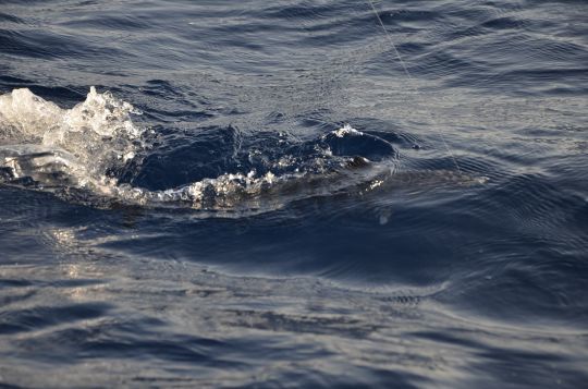 Se confronter à de jolis poissons