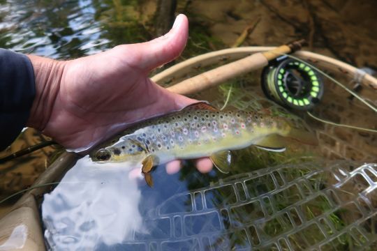 De jolies truites fario bien actives en surface!