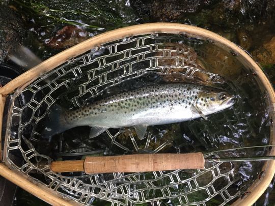 Jolie truite de mer prise en sèche par l'auteur