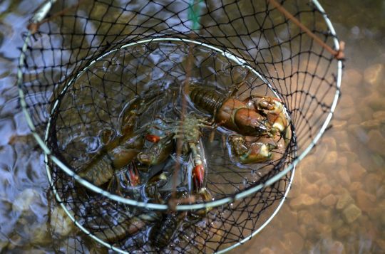 Prélever toutes les écrevisses prises au piège