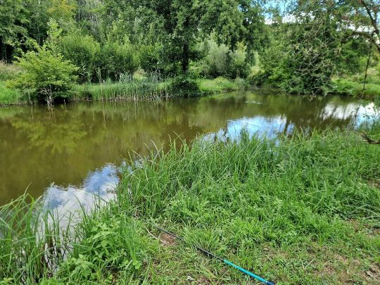 A la campagne, les petites mares sont nombreuses et abritent souvent un grand nombre de poissons blancs.