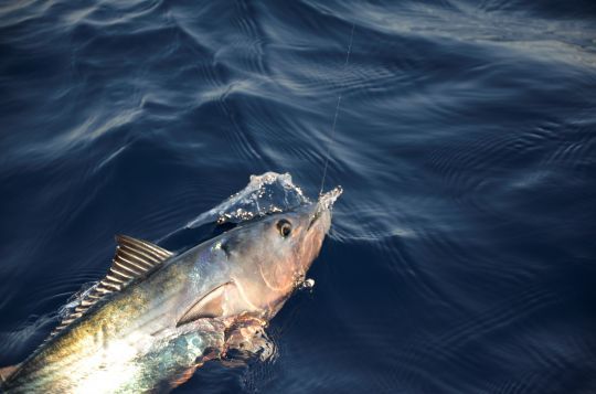 Poissons pélagiques, l'avantage de pêcher en nylon