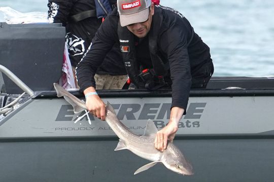 Les requins-hâ et les émissoles sont les poissons qui font le plus de points
