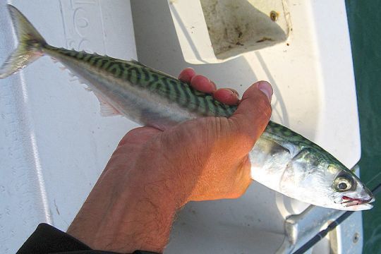 Un poisson amusant à pêcher