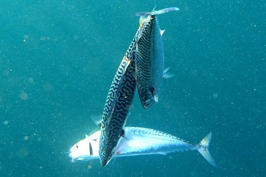 Les maquereaux se trouvent par centaines au-dessus des bancs de sable appelés ridens