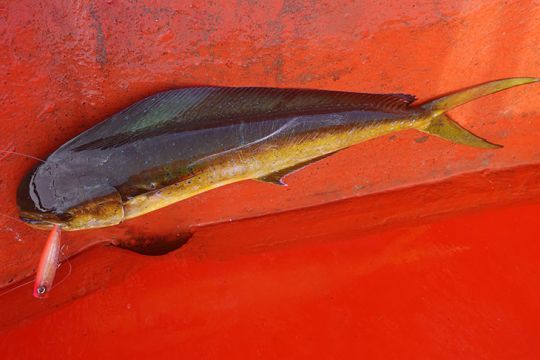 La coryphène mord bien en surface au popper
