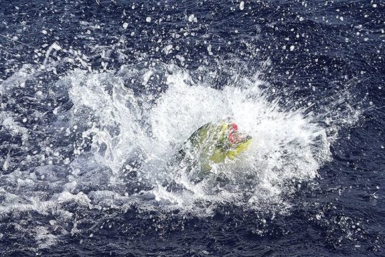 La coryphène fait des sauts spectaculaires hors de la surface !