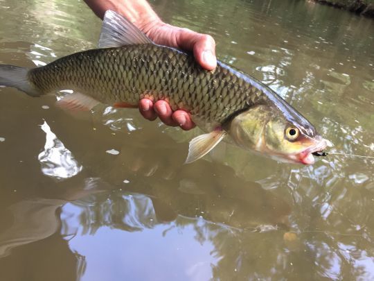 Le chevesne ou "chub" est très amusant à prendre à la surprise