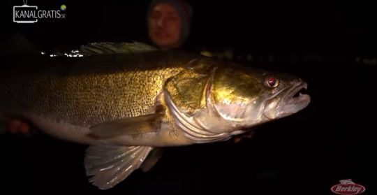 Mais Berkley a une nouvelle fois été trop fort et a démontré sa maitrise technique de la pêche du sandre.