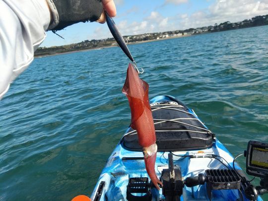 Calamar sur un poisson nageur