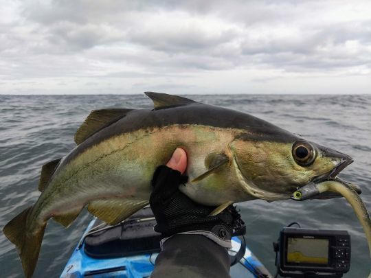 Le plaisir de pêcher le lieu