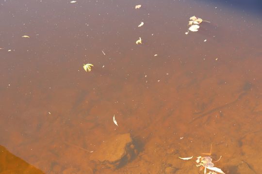 Les acides humides donnent une teinte brune/noire à l'eau.