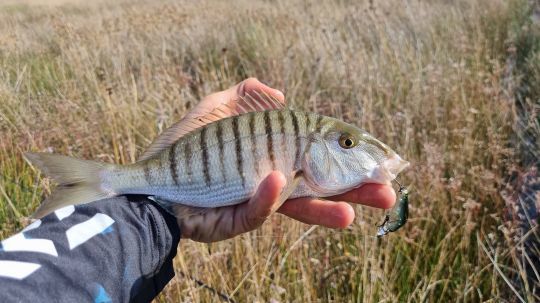 Un joli marbré pêché au leurre dur