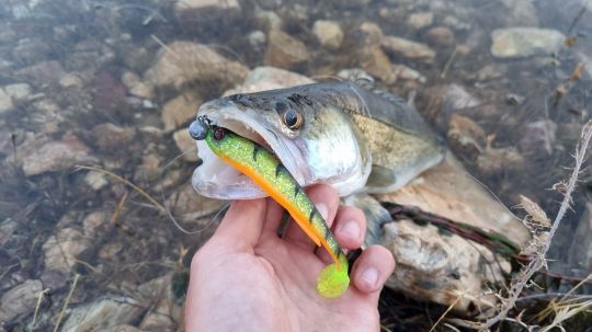 Le coloris Ghost Fire Tiger m'a permis de réaliser de belles pêches de sandre