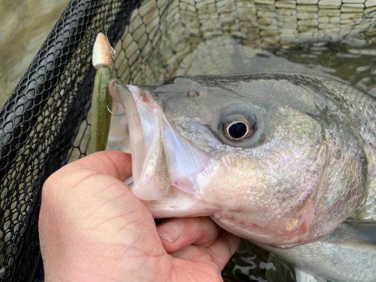 Le bar rayé réagit bien aux techniques de pêche du doré/sandre.