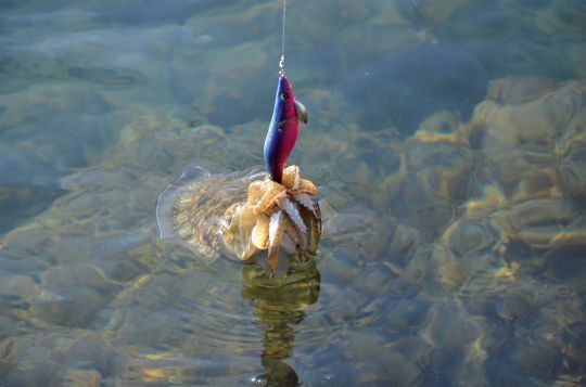 La seiche n'a pas froid aux yeux