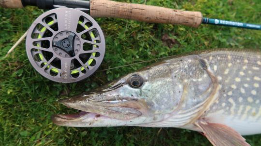 Brochet pris en soie plongeante S3 en plein hiver 