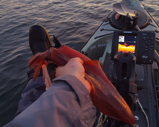 Les calamars sont lÃ