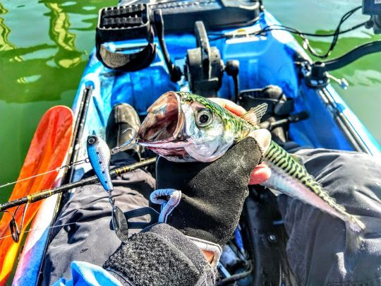 Un Spin tail pour pêcher les chasses