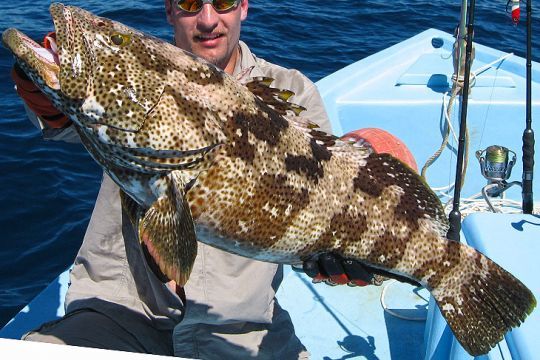Le record IGFA est atteignable. Voilà un beau challenge.