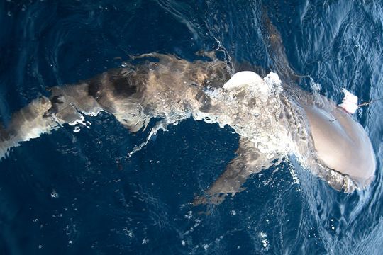 Le requin à pointes noires est de couleur grise sur le dessus