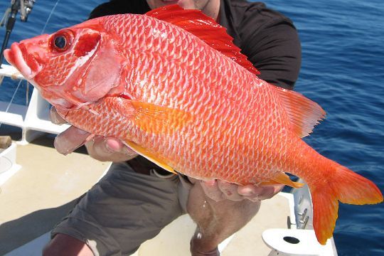 La robe rouge et ses écailles sont caractéristiques du poisson-écureuil géant