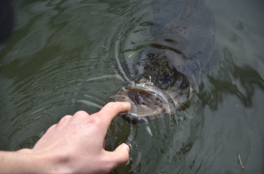 Les poissons s'éduquent-ils ?