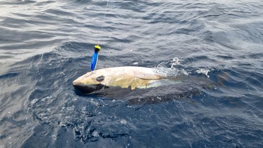 Angeln auf Blauflossenthunfisch, die 3 Kder, die man in seiner Box haben  sollte