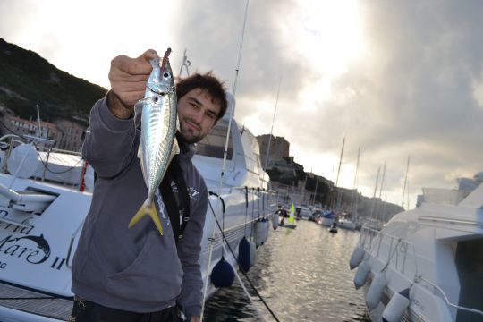 Le chinchard est un poisson combatif sur du matériel léger