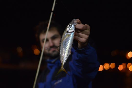 Le chinchard se traque la nuit dans les ports